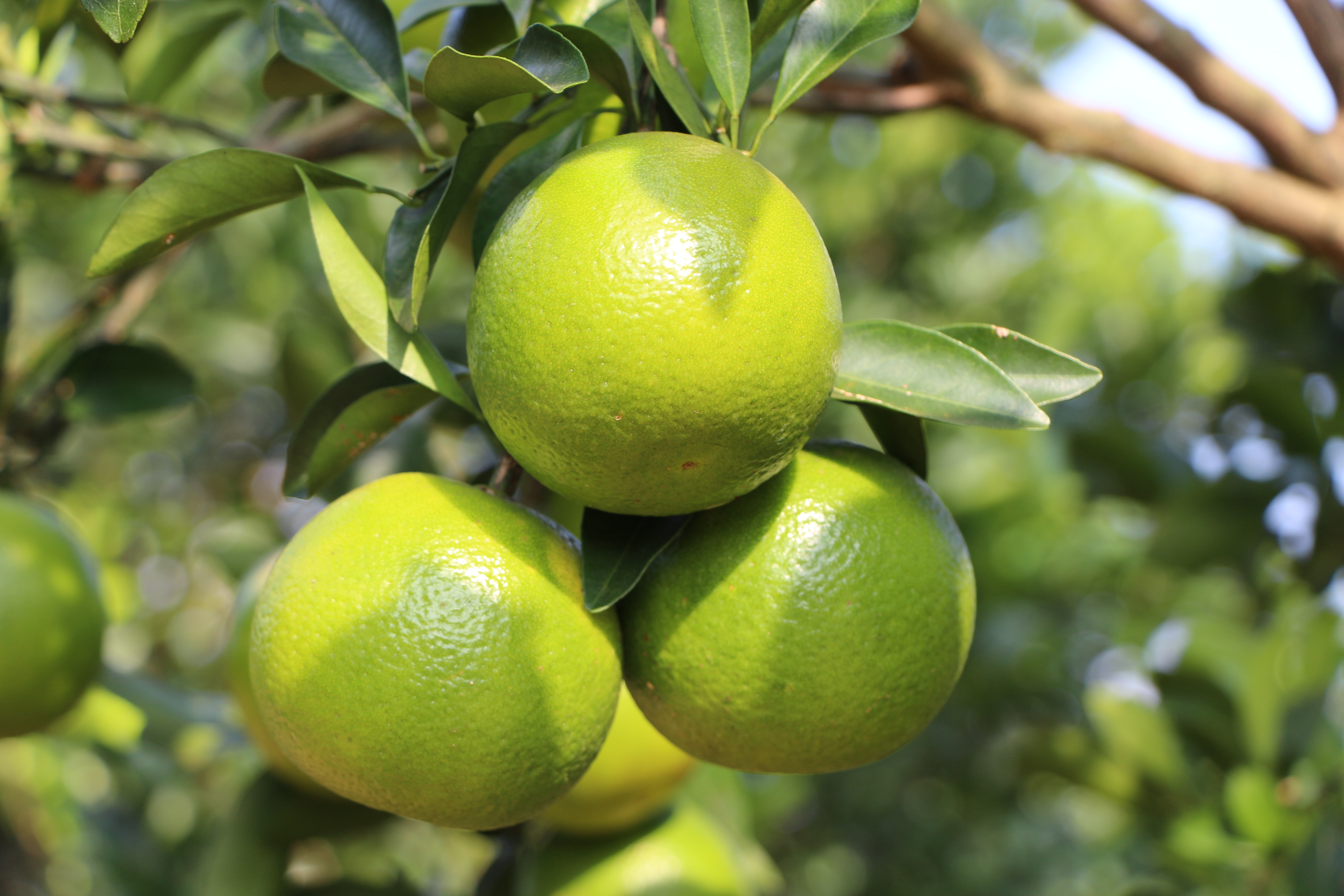 sunbet申搏官方网站鲜果福橙