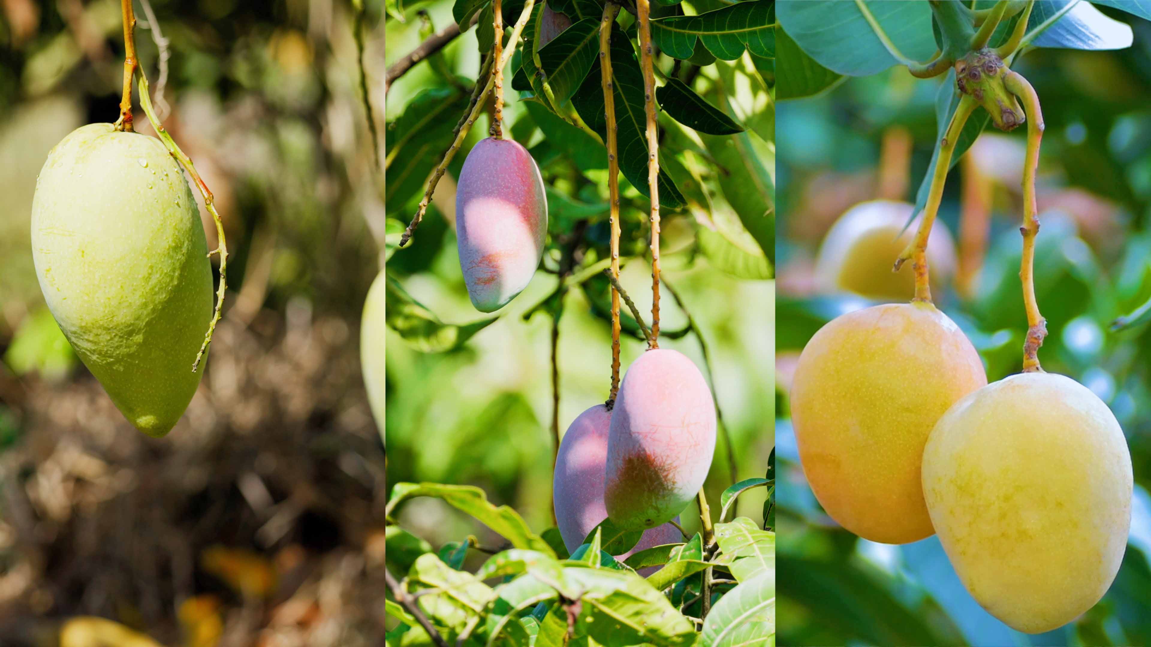 sunbet申搏官方网站哲林芒果