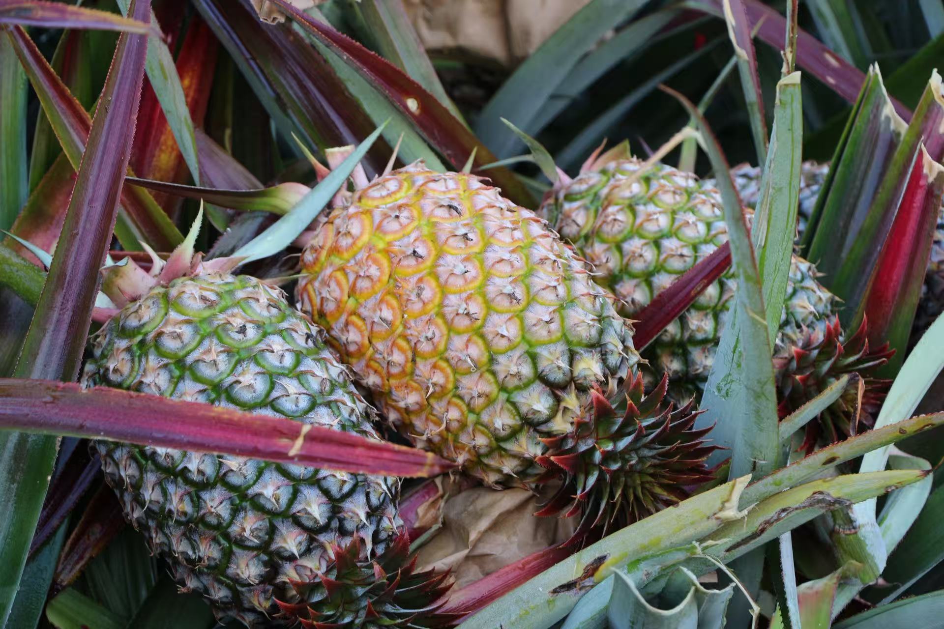 sunbet申搏官方网站鲜果金钻凤梨