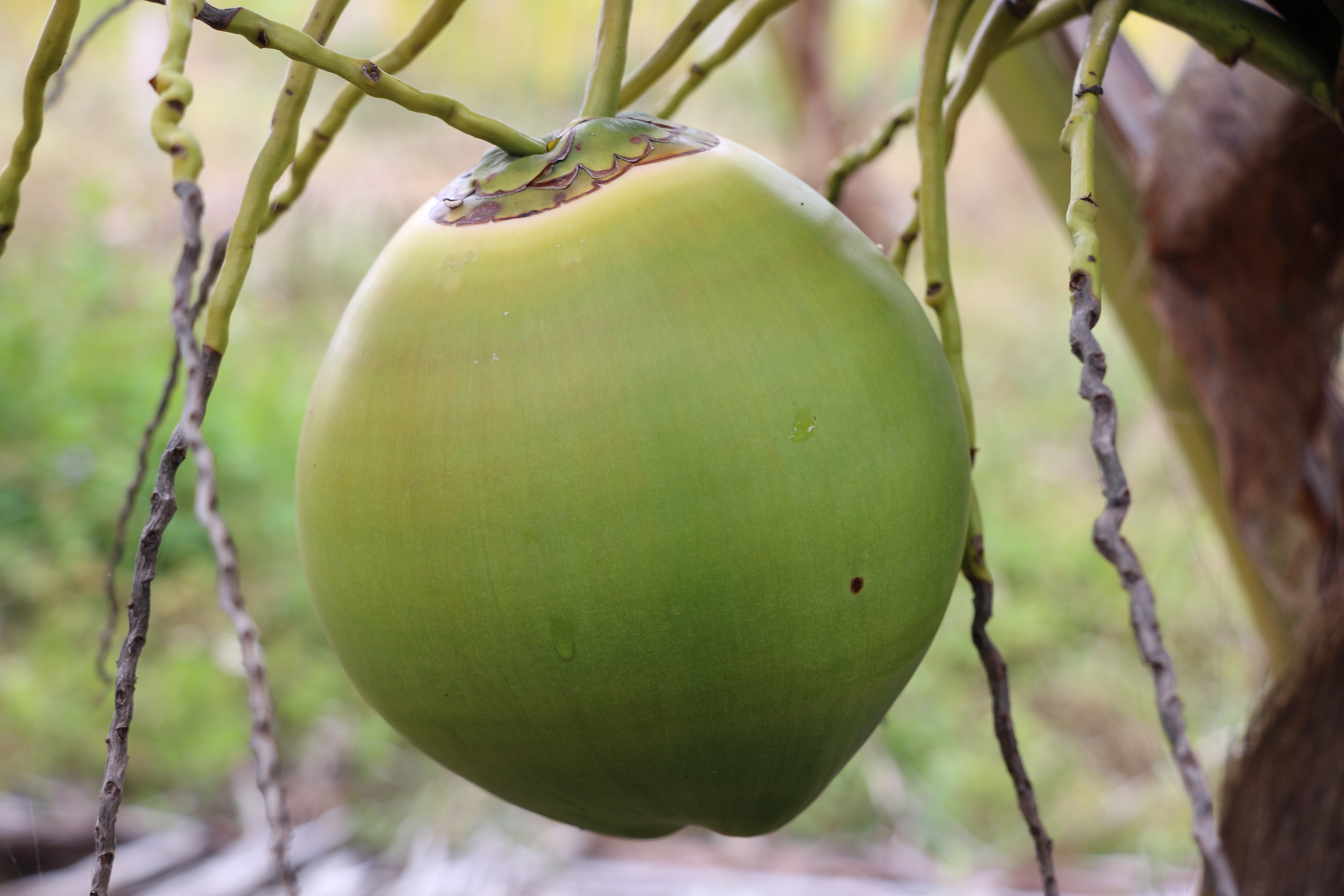 sunbet申搏官方网站鲜果椰青